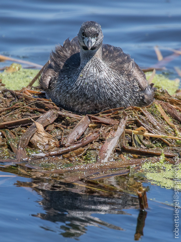 emily renzel wetlands